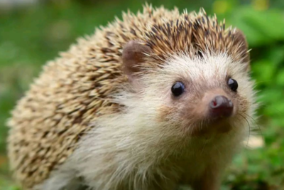 養刺猬的正確飼料選擇與注意事項