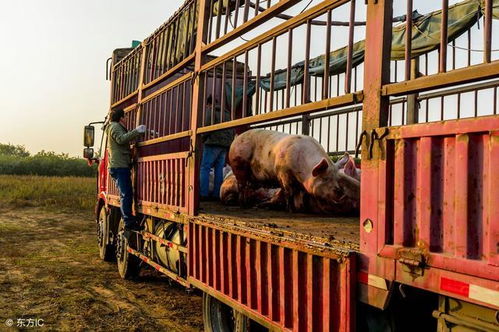 泔水喂豬不可取，科學飼料保安全