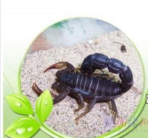 桓臺蝎子養殖指南 價格、型號規格與飼養要點