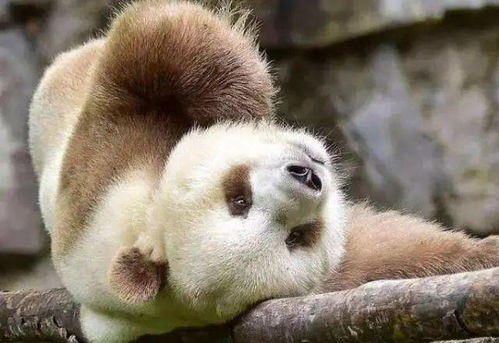 全球僅存棕色大熊貓的皇家生活 陜西保護下的飼料與關懷